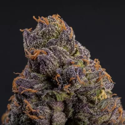 Purple thunder