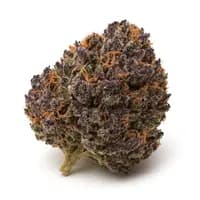 Purple Urkle