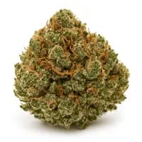 Rockstar Kush