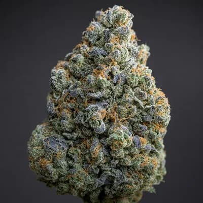 ShuCanna Blue Rockaberry 10 x