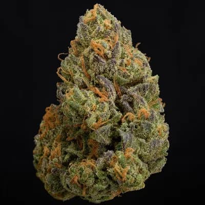 ShuCanna Jelly Breath 5 x