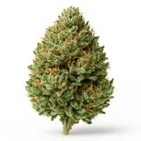 Sour Tsunami