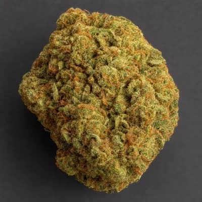 SS Haze
