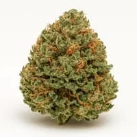 StarBud