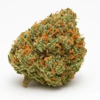 Sugar Kush