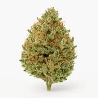 Super Silver Haze