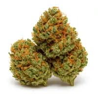 Tangie Dream