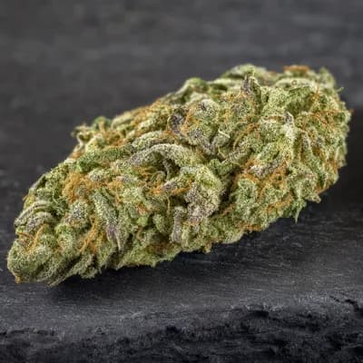 White Buffalo