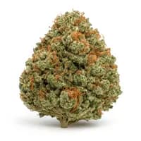 White Rhino