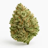 White Widow