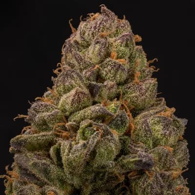Wild Cherry