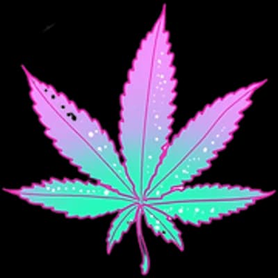 Canna Queens